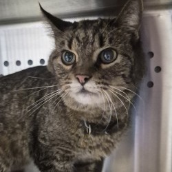 Shelter Stray Female Cat last seen , 3428 S Jenkins Ave, Norman, OK 73072, USA