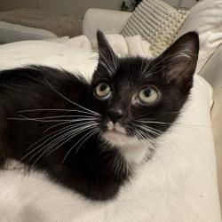 Shelter Stray Male Cat last seen , Animal Care & Control Team of Philly, 111 W Hunting Park Ave, Philadelphia, PA 19140, USA