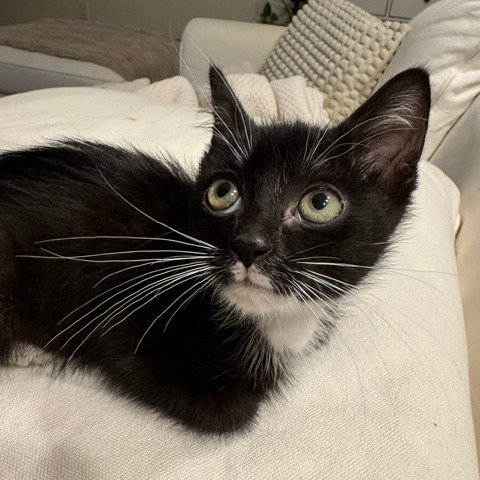 Shelter Stray Male Cat last seen , Animal Care & Control Team of Philly, 111 W Hunting Park Ave, Philadelphia, PA 19140, USA