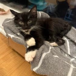 Shelter Stray Female Cat last seen , Animal Care & Control Team of Philly, 111 W Hunting Park Ave, Philadelphia, PA 19140, USA