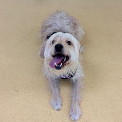 Shelter Stray Male Dog last seen , 1211 Old Graves Mill Rd, Lynchburg, VA 24502, USA