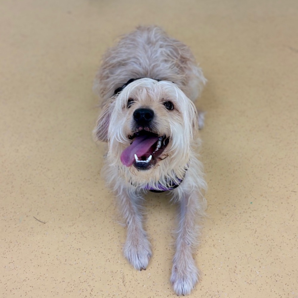 Shelter Stray Male Dog last seen , 1211 Old Graves Mill Rd, Lynchburg, VA 24502, USA