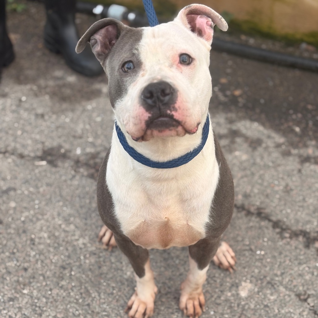 Shelter Stray Female Dog last seen , Animal Care & Control Team of Philly, 111 W Hunting Park Ave, Philadelphia, PA 19140, USA