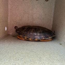 Shelter Stray Unknown Other last seen , Animal Care & Control Team of Philly, 111 W Hunting Park Ave, Philadelphia, PA 19140, USA