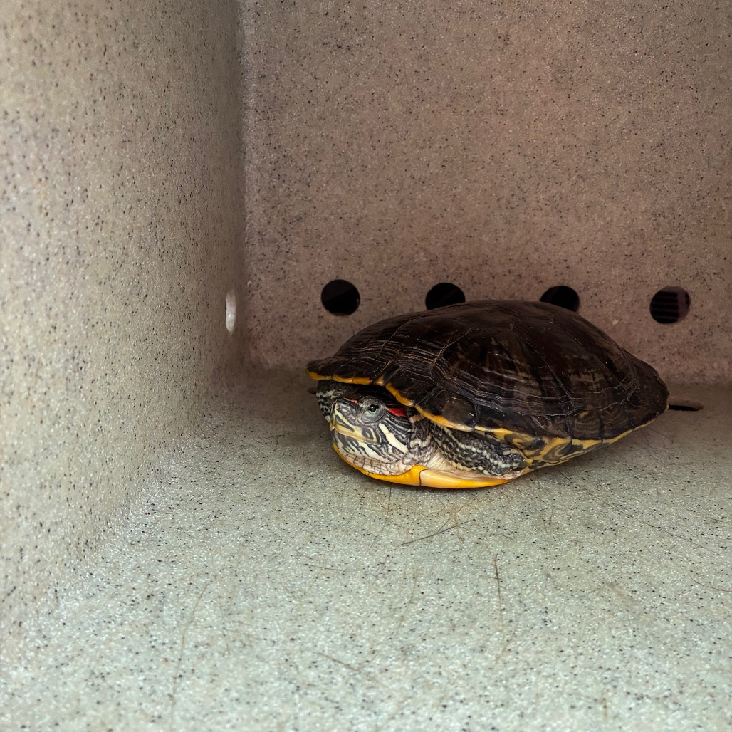 Shelter Stray Unknown Other last seen , Animal Care & Control Team of Philly, 111 W Hunting Park Ave, Philadelphia, PA 19140, USA