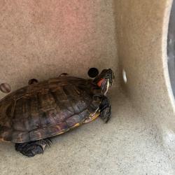 Shelter Stray Unknown Other last seen , Animal Care & Control Team of Philly, 111 W Hunting Park Ave, Philadelphia, PA 19140, USA