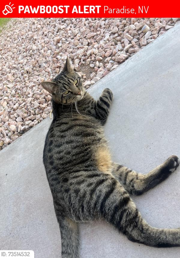 Lost Male Cat last seen Hacienda and Torrey Pines, Paradise, NV 89118