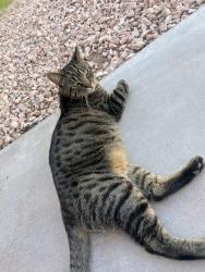Lost Male Cat last seen Hacienda and Torrey Pines, Paradise, NV 89118