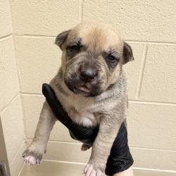 Shelter Stray Female Dog last seen , 5570 Sturmer Park Cir, Winston-Salem, NC 27105, USA