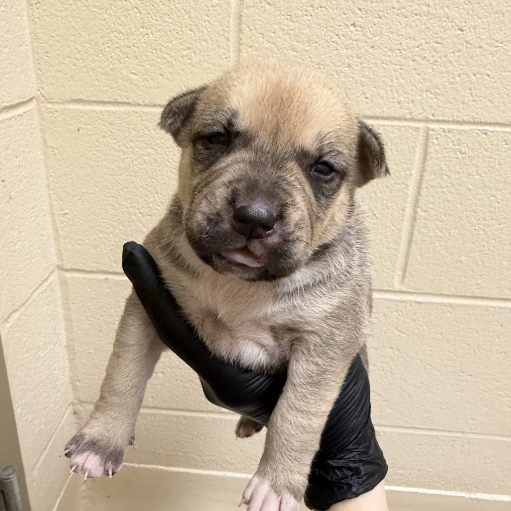Shelter Stray Female Dog last seen , 5570 Sturmer Park Cir, Winston-Salem, NC 27105, USA