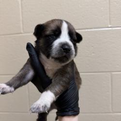 Shelter Stray Male Dog last seen , 5570 Sturmer Park Cir, Winston-Salem, NC 27105, USA