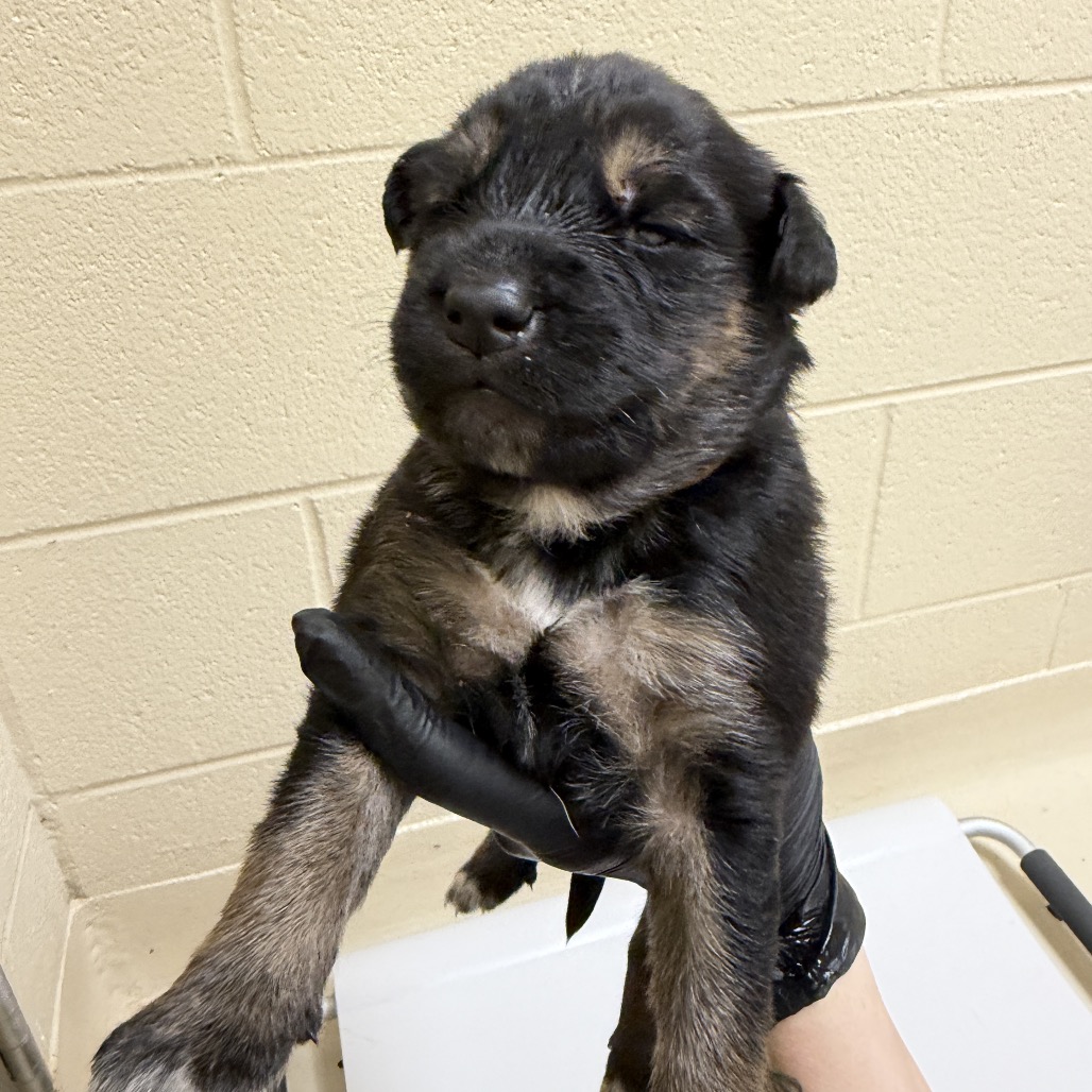 Shelter Stray Male Dog last seen , 5570 Sturmer Park Cir, Winston-Salem, NC 27105, USA