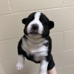 Shelter Stray Female Dog last seen , 5570 Sturmer Park Cir, Winston-Salem, NC 27105, USA