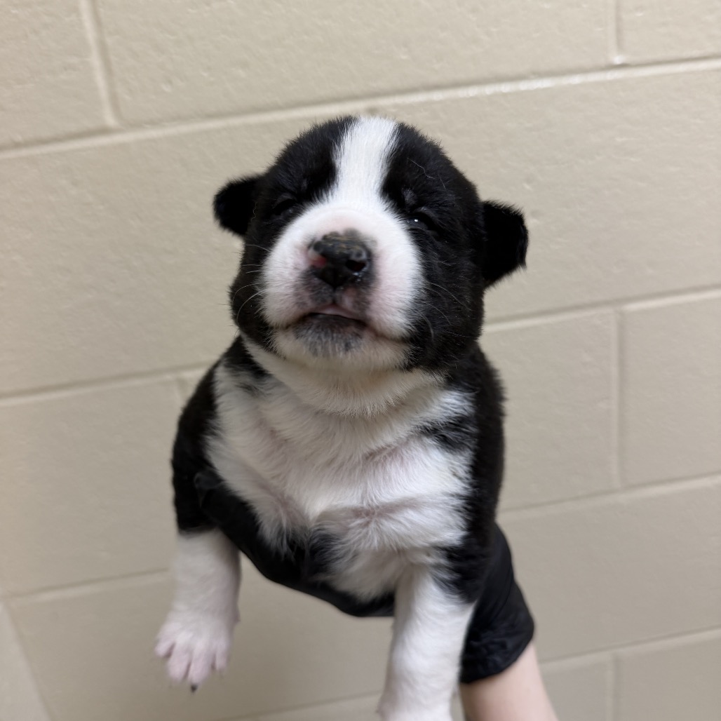 Shelter Stray Female Dog last seen , 5570 Sturmer Park Cir, Winston-Salem, NC 27105, USA