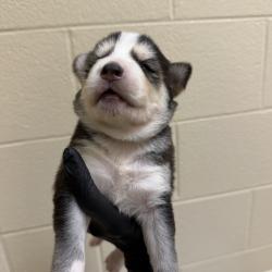 Shelter Stray Female Dog last seen , 5570 Sturmer Park Cir, Winston-Salem, NC 27105, USA