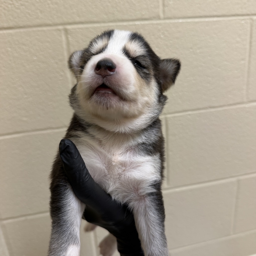 Shelter Stray Female Dog last seen , 5570 Sturmer Park Cir, Winston-Salem, NC 27105, USA