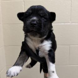 Shelter Stray Male Dog last seen , 5570 Sturmer Park Cir, Winston-Salem, NC 27105, USA