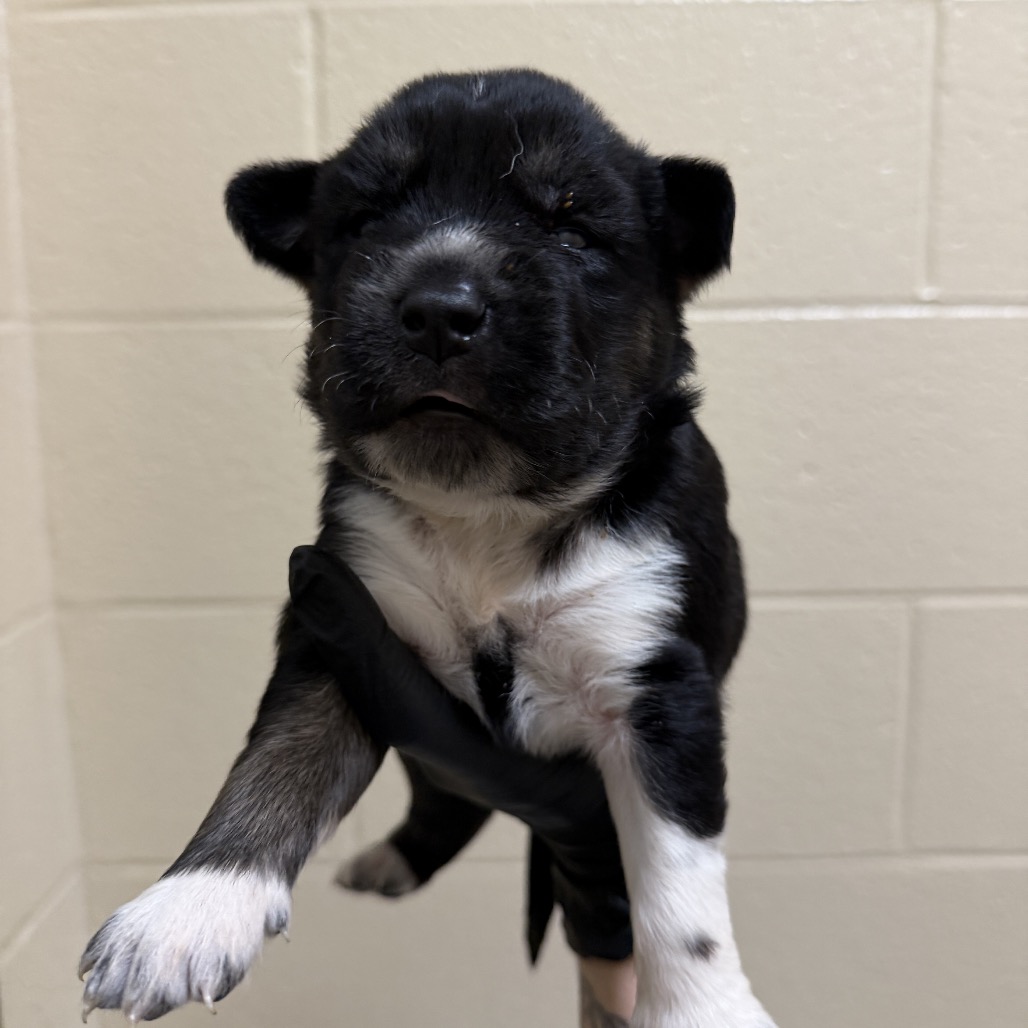 Shelter Stray Male Dog last seen , 5570 Sturmer Park Cir, Winston-Salem, NC 27105, USA