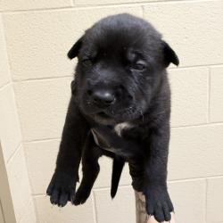 Shelter Stray Female Dog last seen , 5570 Sturmer Park Cir, Winston-Salem, NC 27105, USA