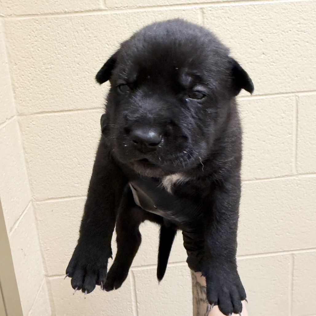 Shelter Stray Female Dog last seen , 5570 Sturmer Park Cir, Winston-Salem, NC 27105, USA