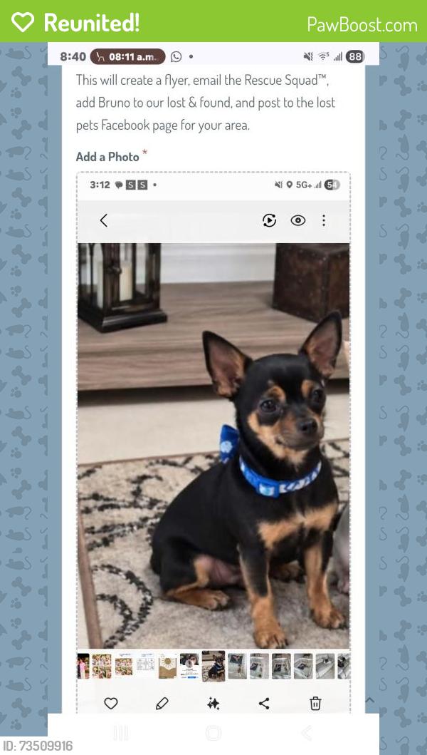 Reunited Male Dog last seen Ciudad, policía, licencia de conducir, Cape Coral, FL 33990