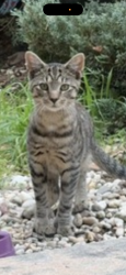 Lost Male Cat last seen Wichard and Timberridge, Commack, NY 11725