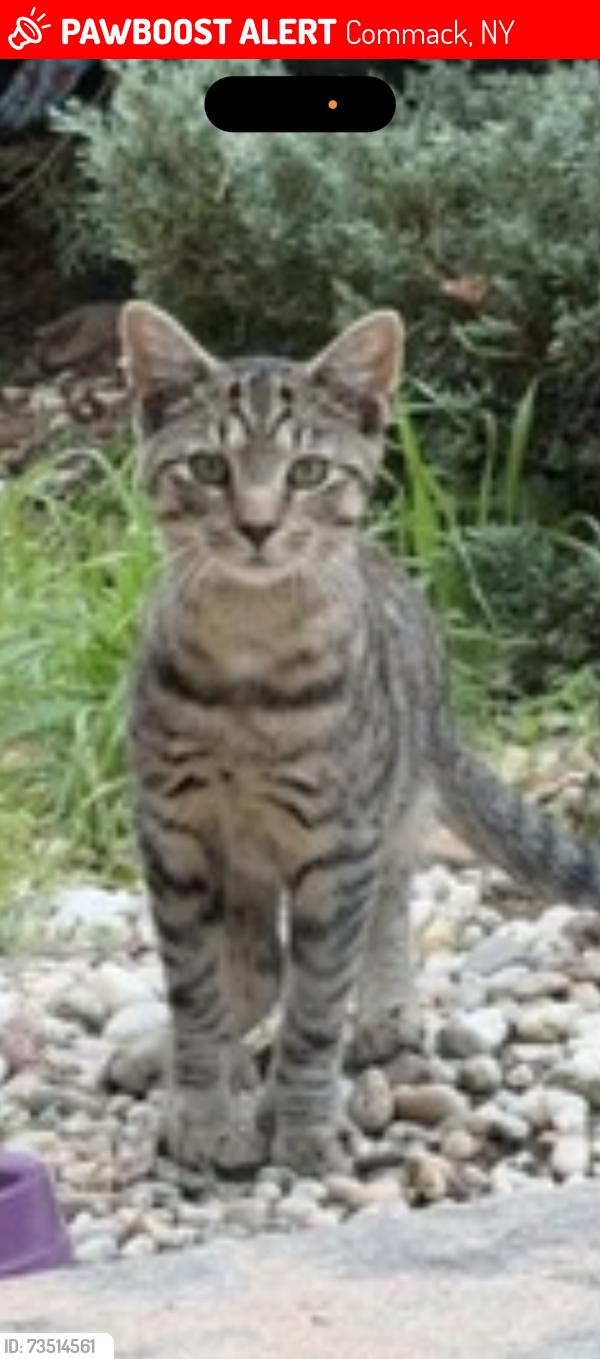 Lost Male Cat last seen Wichard and Timberridge, Commack, NY 11725