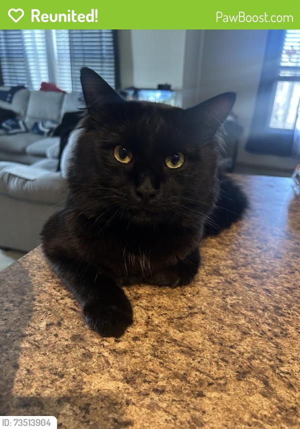 Reunited Male Cat last seen Near T C Jester Blvd, Houston, TX 77068, USA, Houston, TX 77068