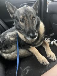 Found/Stray Male Dog last seen Stonybrook, Louisville, KY 40203
