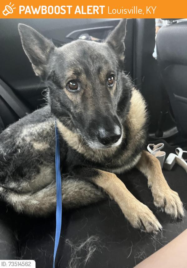 Found/Stray Male Dog last seen Stonybrook, Louisville, KY 40203