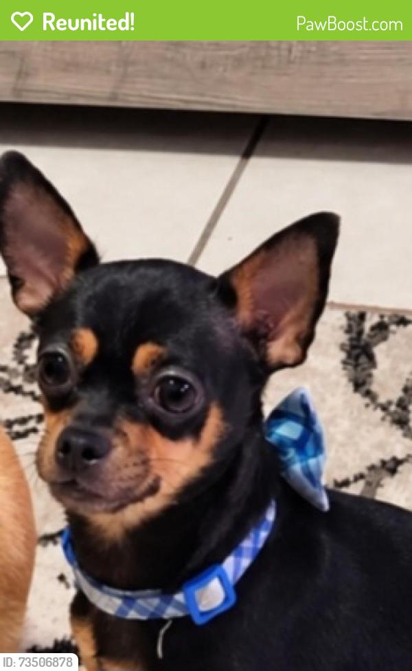 Reunited Male Dog last seen Hancock and cuontry club blvd, Cape Coral, FL 33990