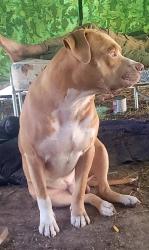 Reunited Male Dog last seen Old Powell Rd and Wilbon Rd Holly Springs, Holly Springs, NC 27540