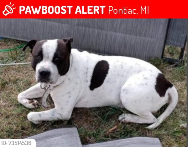 Lost Male Dog last seen N. Ardmore & Michigan Ave., Pontiac, MI 48342