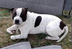 Lost Male Dog last seen N. Ardmore & Michigan Ave., Pontiac, MI 48342