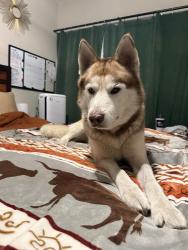 Found/Stray Male Dog last seen Woodlawn Ave and N Zarzamora St, San Antonio, TX 78228