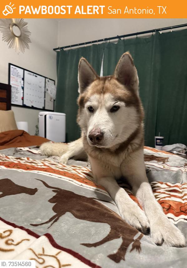 Found/Stray Male Dog last seen Woodlawn Ave and N Zarzamora St, San Antonio, TX 78228