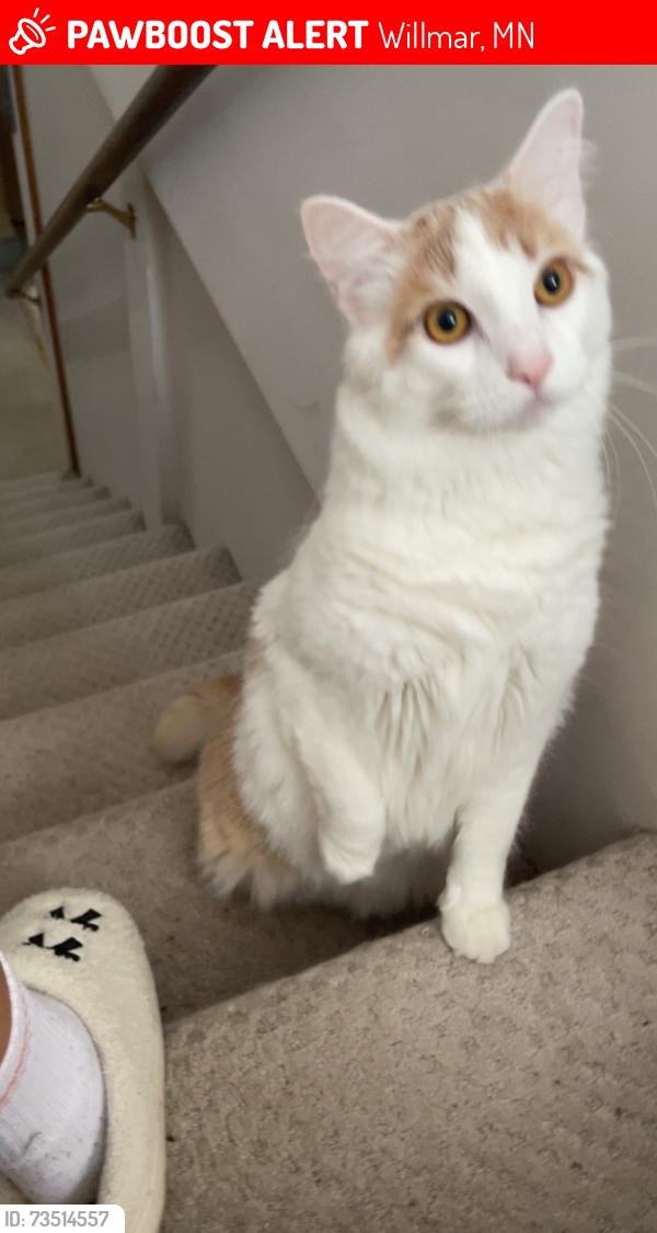 Lost Male Cat last seen Irene and augusta ab se, Willmar, MN 56201