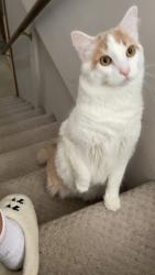 Lost Male Cat last seen Irene and augusta ab se, Willmar, MN 56201