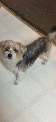 Lost Male Dog last seen Teamon Rd Griffin GA, Griffin, GA 30223