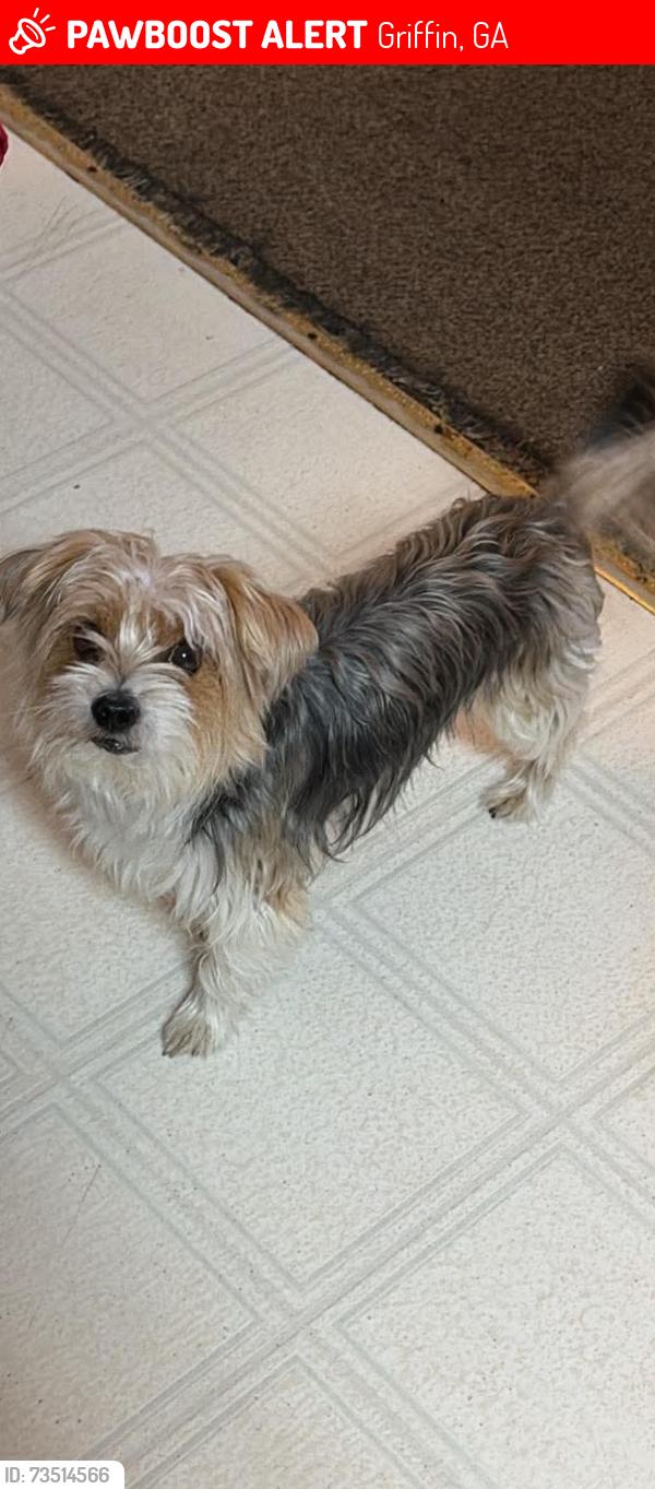 Lost Male Dog last seen Teamon Rd Griffin GA, Griffin, GA 30223