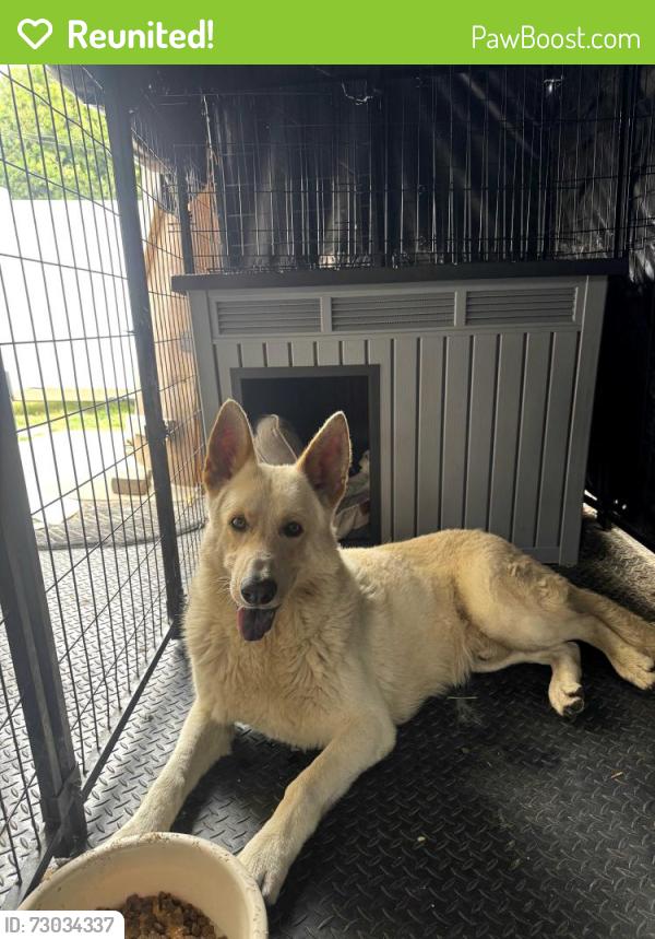 Reunited Male Dog last seen Lavenia Ave & Phillips Ave, Lynwood, CA 90262
