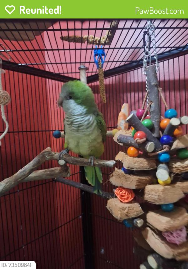 Reunited Male Bird last seen Behind Crazy Bout Crawfish, Breaux Bridge, LA 70517
