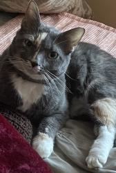 Reunited Female Cat last seen Liverpool Court, Boynton Beach, FL 33472