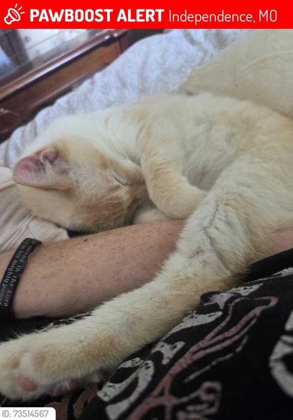 Lost Male Cat last seen Mechanic and N Main St, Independence, MO 64050