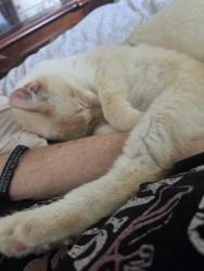 Lost Male Cat last seen Mechanic and N Main St, Independence, MO 64050