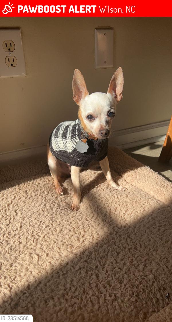 Lost Female Dog last seen Snowden drive, Wilson, NC 27893