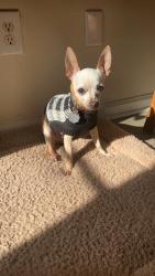 Lost Female Dog last seen Snowden drive, Wilson, NC 27893