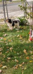 Found/Stray Unknown Dog last seen Near Plymouth ave N, Minneapolis, MN 55411