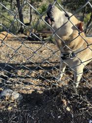 Reunited Unknown Dog last seen Auburn drive, canyon side, San Diego, CA 92105