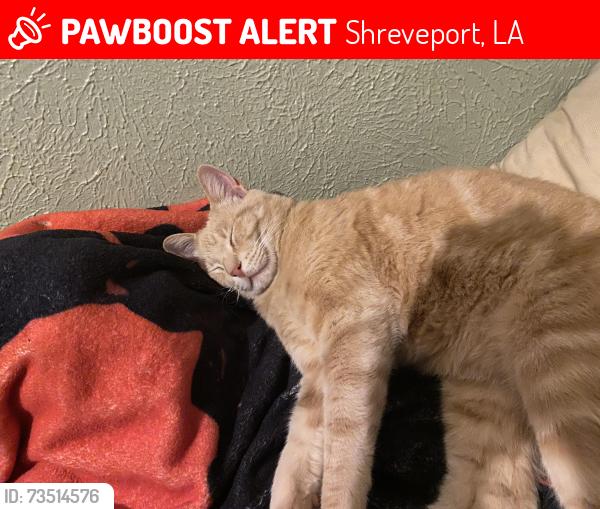 Lost Male Cat last seen Bert khouns and Linwood, Shreveport, LA 71106